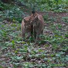 Luchs 3