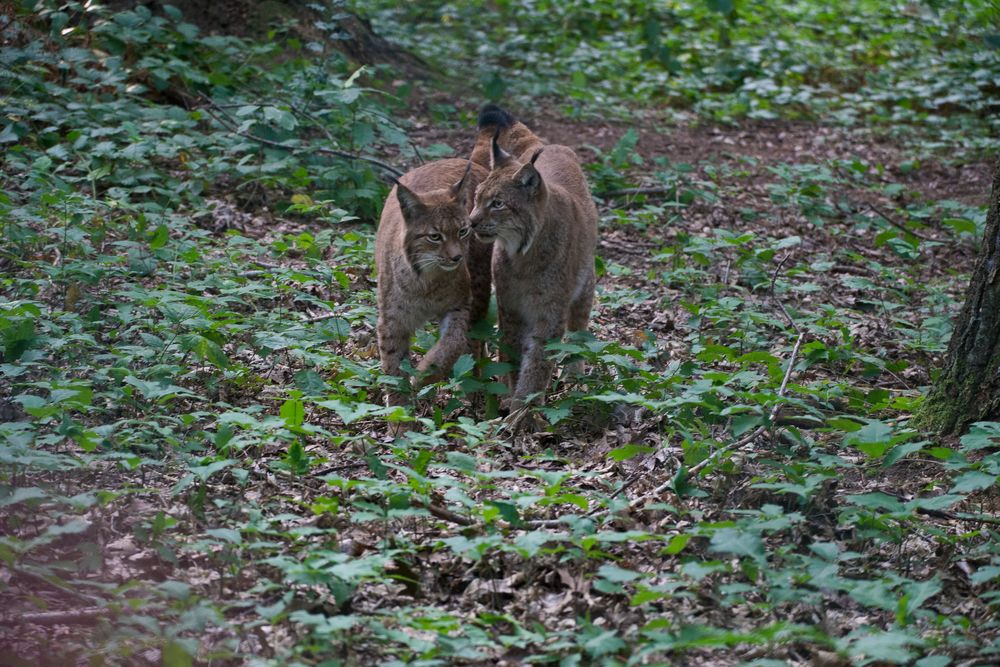 Luchs 3