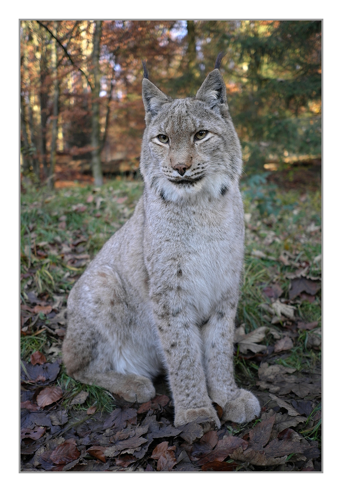 Luchs - 3