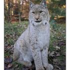 Luchs - 3