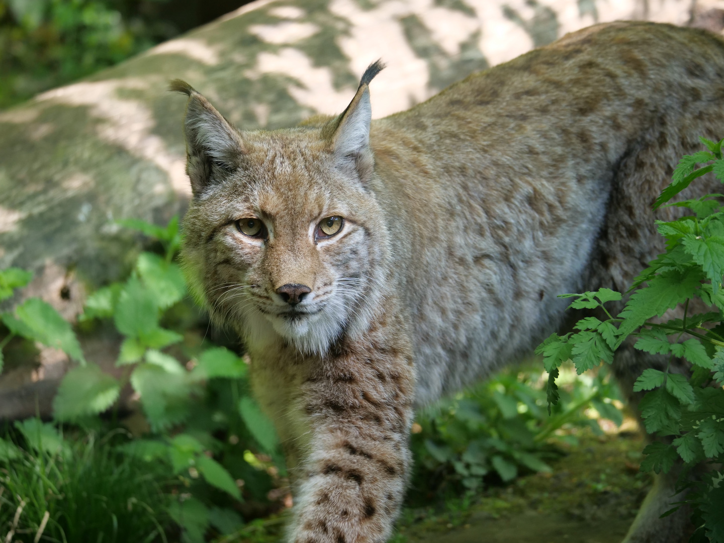 Luchs 3