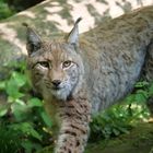 Luchs 3