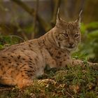 Luchs 3