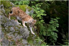 Luchs -3-