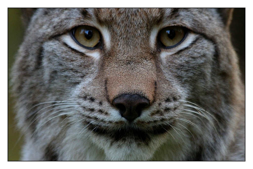 Luchs (3)