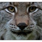 Luchs (3)