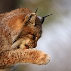 Luchs 3 im Sonnenuntergang                        Naturwildpark Granat