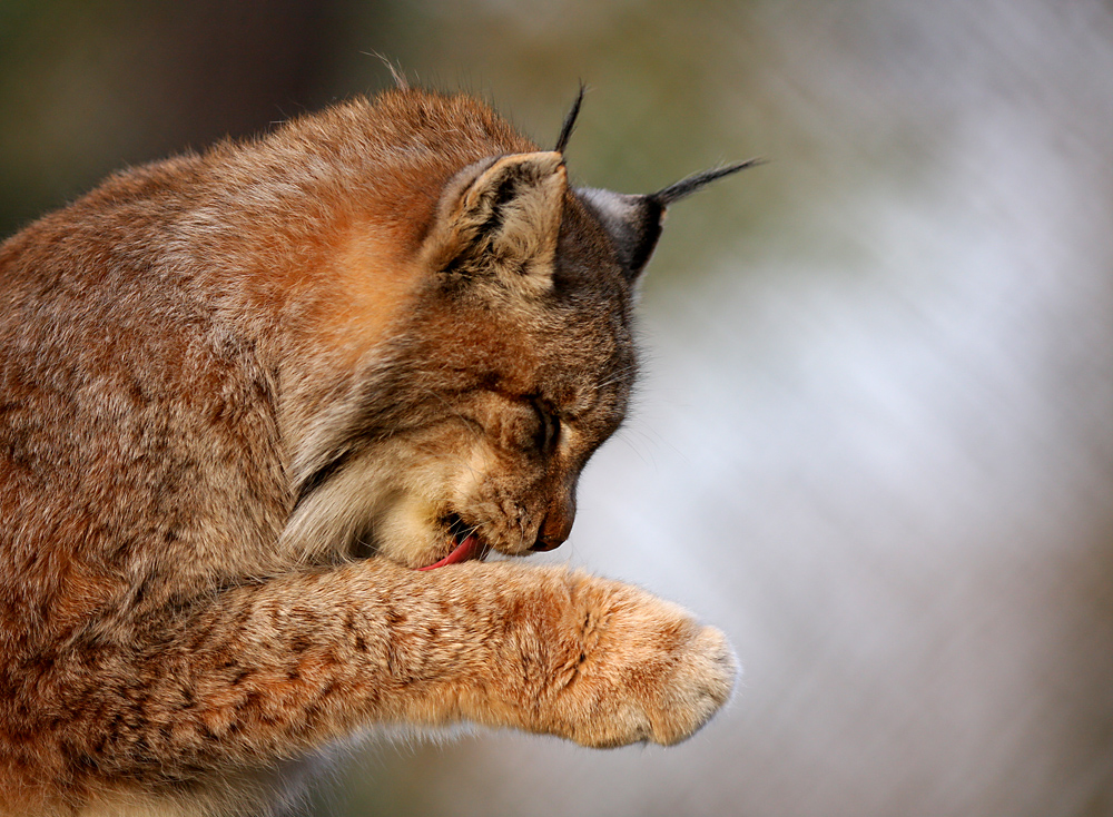 Luchs 3 im Sonnenuntergang                        Naturwildpark Granat