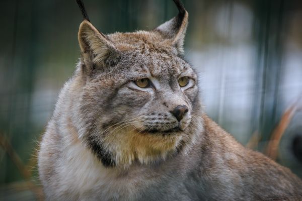 Luchs