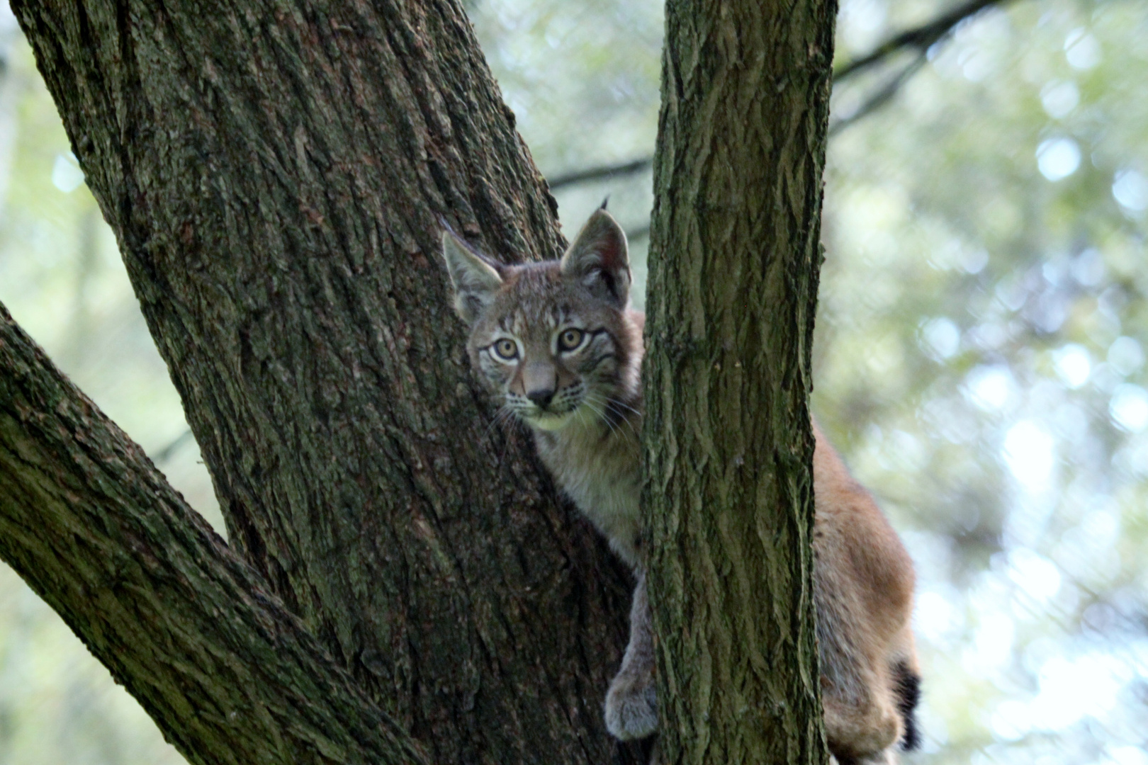 Luchs