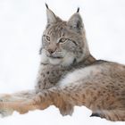 Luchs