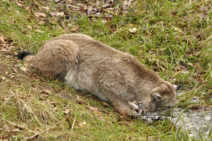 Luchs