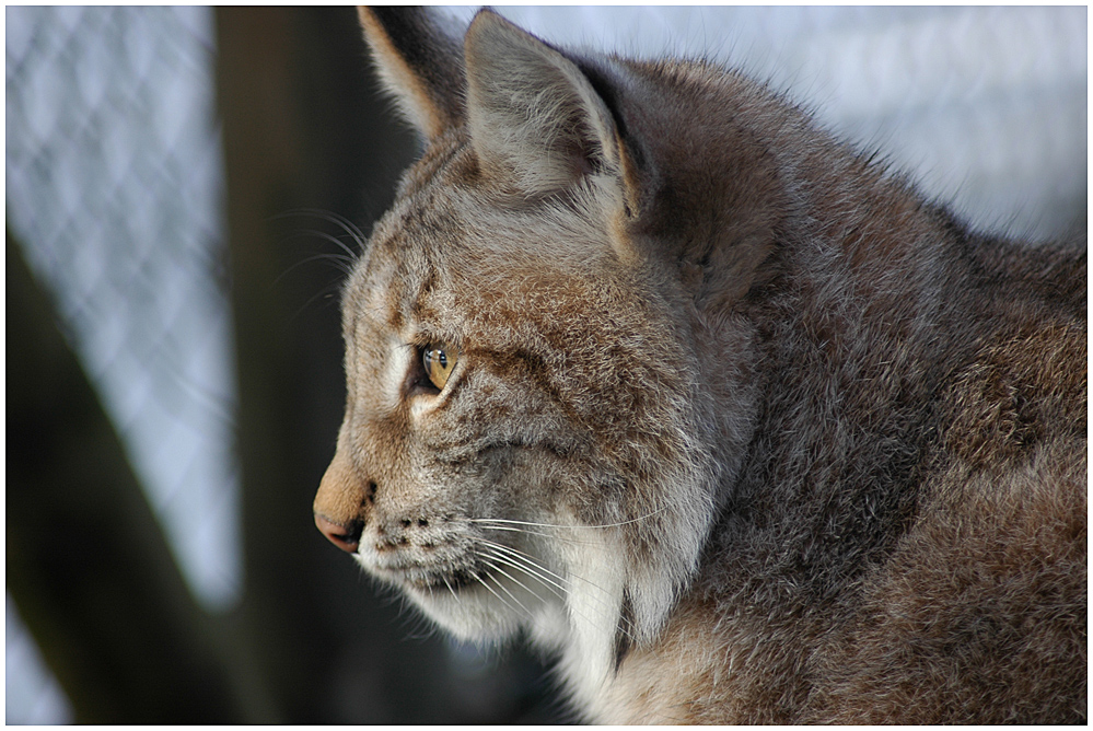 Luchs