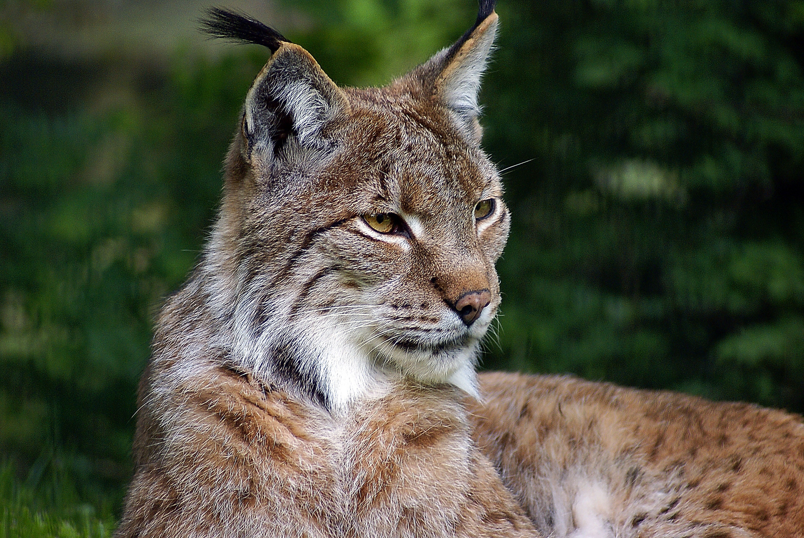 Luchs