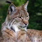 Luchs