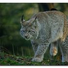 Luchs