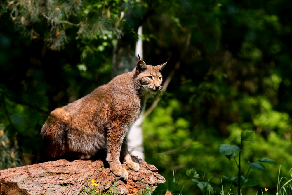 Luchs