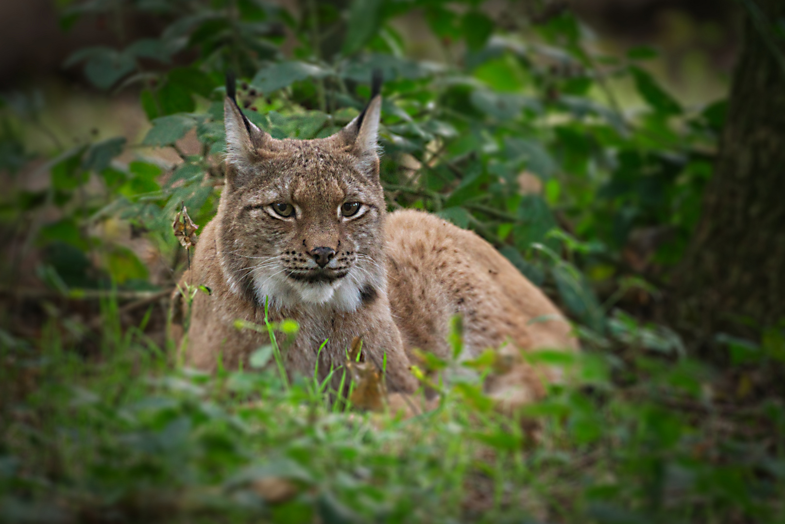 Luchs