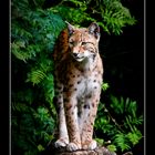 Luchs