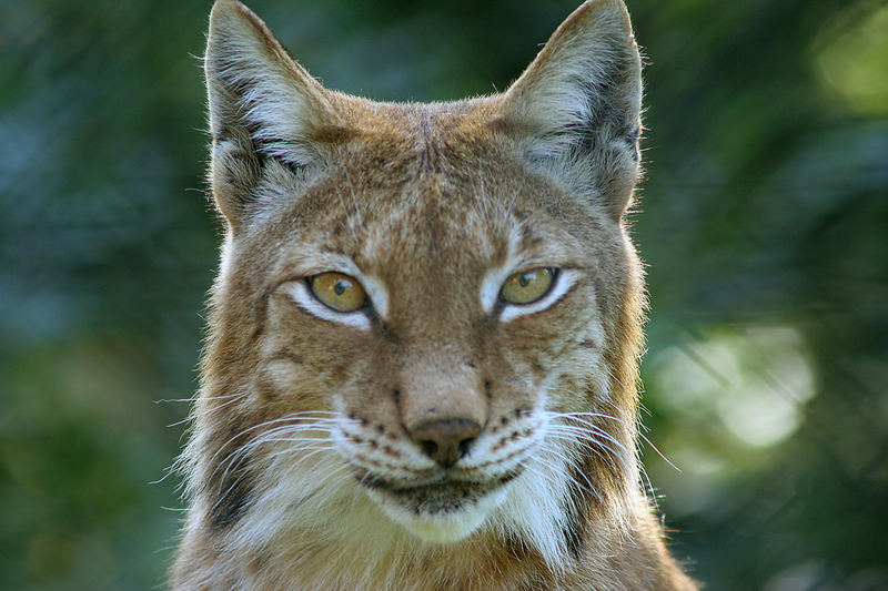 Luchs