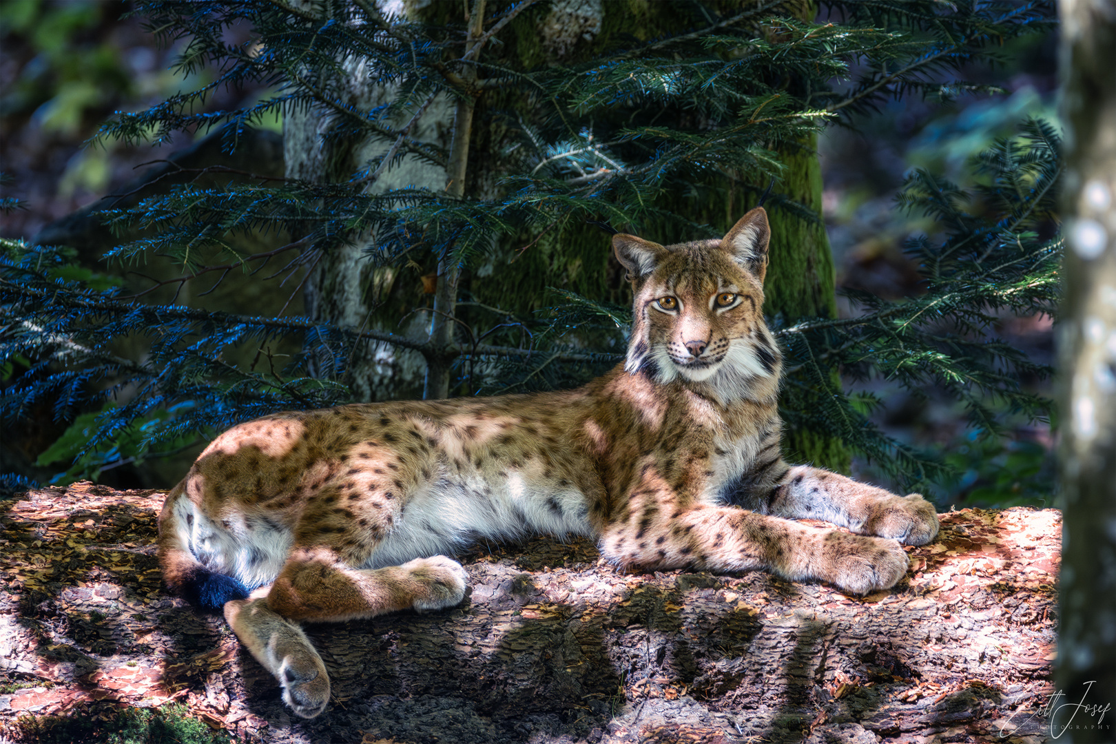 Luchs