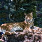 Luchs