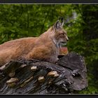 Luchs