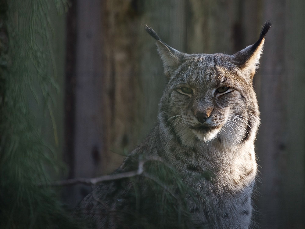 Luchs