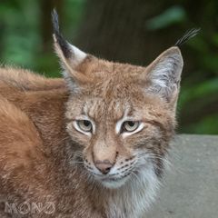 Luchs