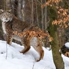 Luchs