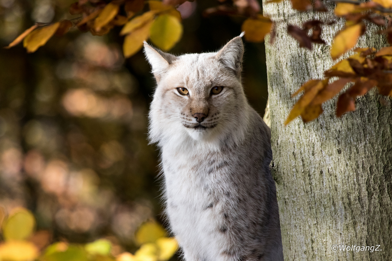 Luchs