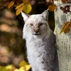 Luchs