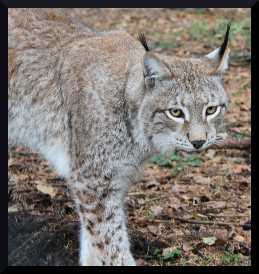 Luchs