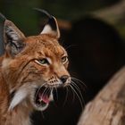 Luchs 