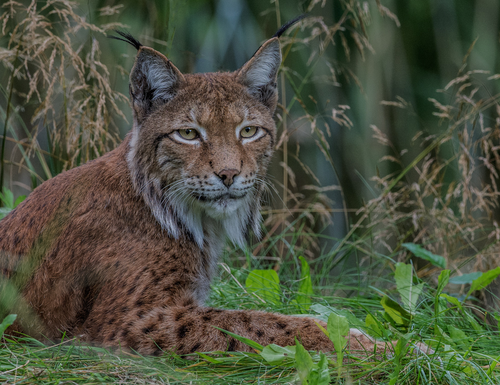 Luchs