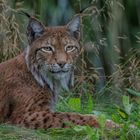 Luchs