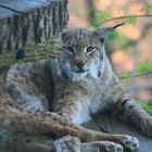 Luchs