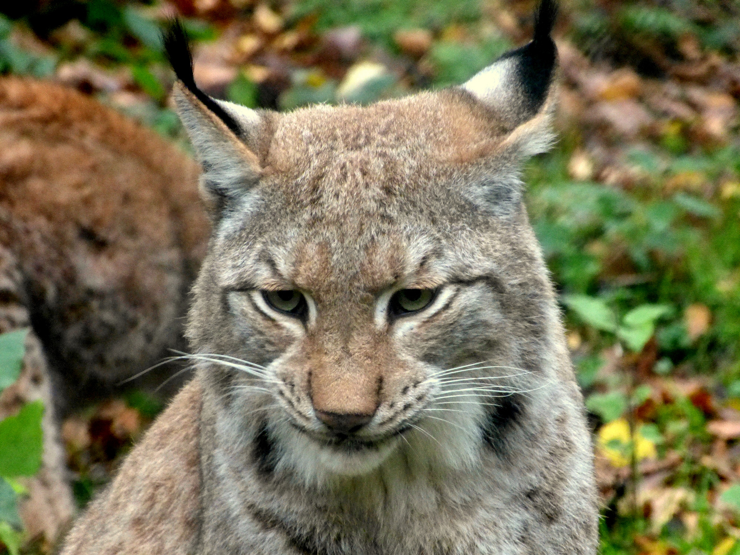 Luchs