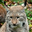 Luchs