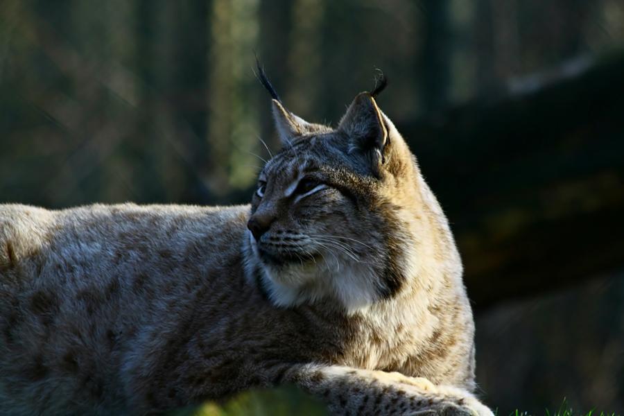 Luchs