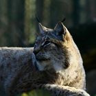 Luchs