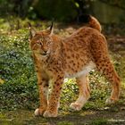 Luchs