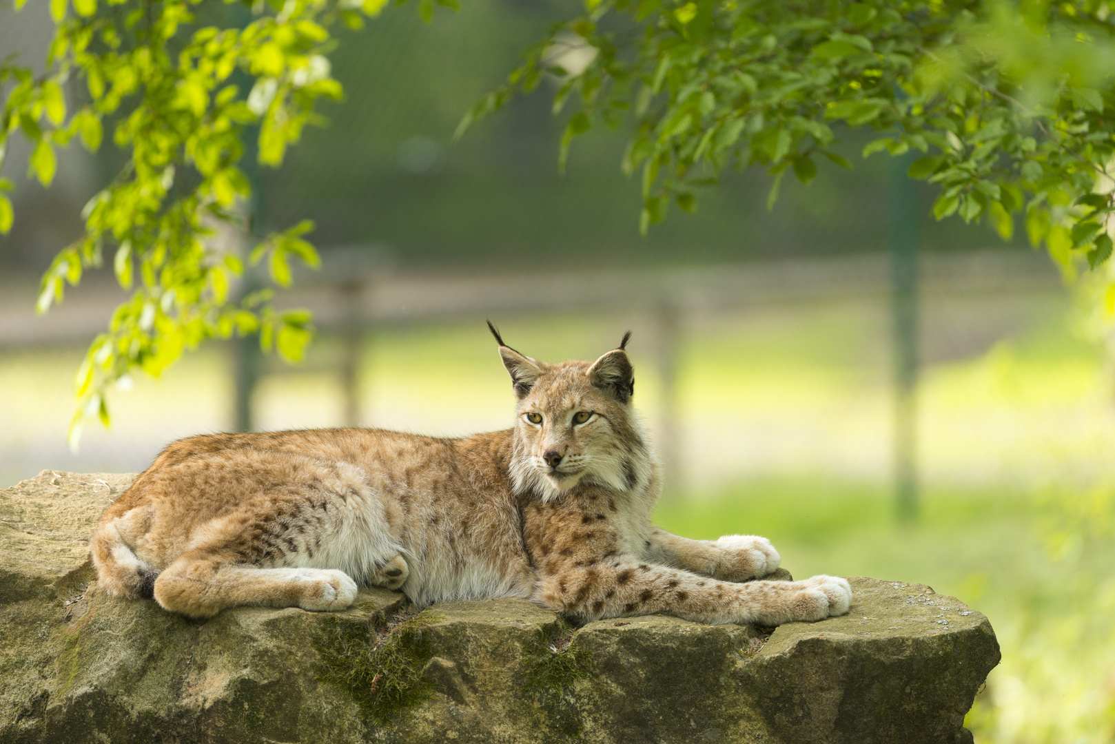 Luchs