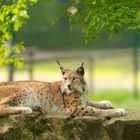 Luchs