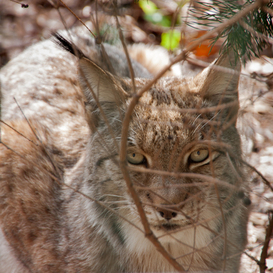 Luchs