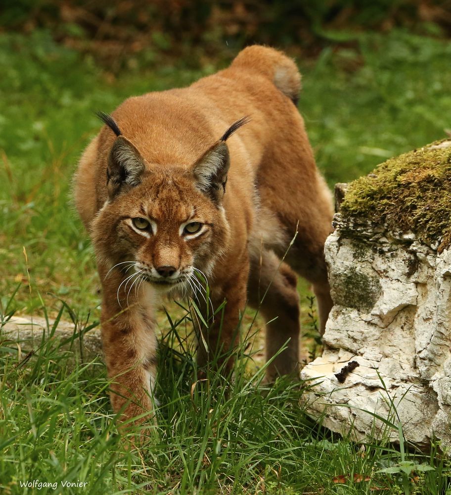 Luchs 