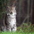 Luchs