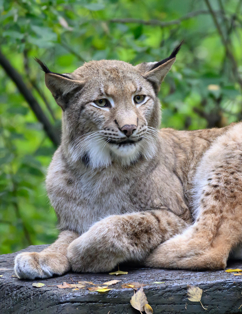 Luchs 