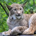 Luchs 