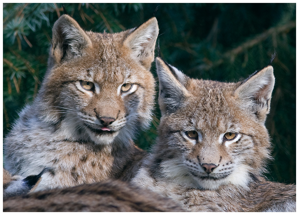 Luchs